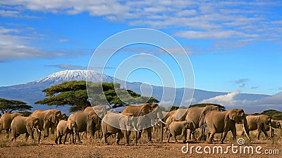 African Elephant Herd Kilimanjaro Mountain Tanzania Stock Photo