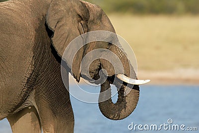 African elephant, Hwange National Park, Zimbabwe Stock Photo