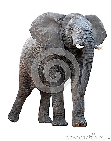 African Elephant - Isolated Stock Photo