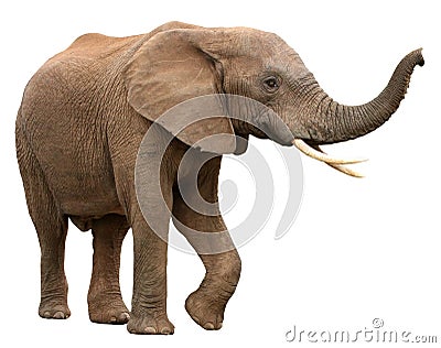 African Elephant Isolated on White Stock Photo