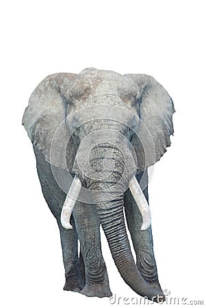 African elephant isolated white background Stock Photo