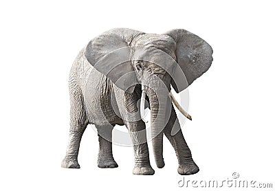 African elephant isolated on white background Stock Photo