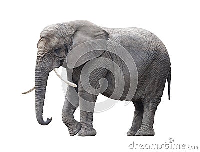 African elephant isolated on white Stock Photo