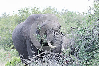 African elephant in kruger national park Stock Photo