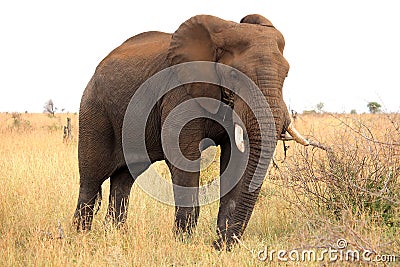 African elephant. Kruger National Park. South Africa. Safari. Stock Photo