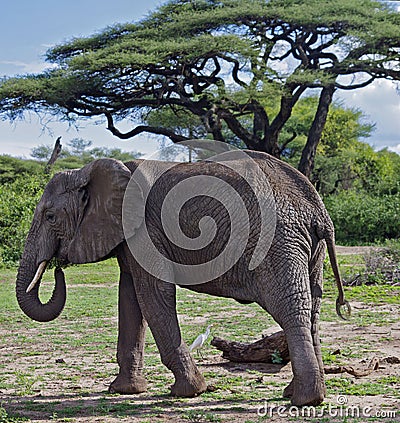 African Elephant in Lake Manyara, Tanzania Stock Photo