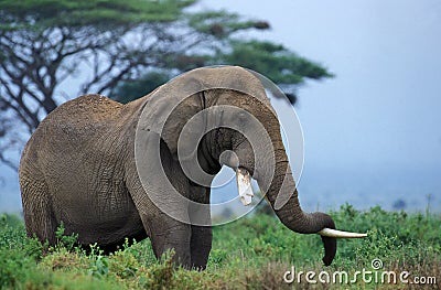 ELEPHANT D`AFRIQUE loxodonta africana Stock Photo