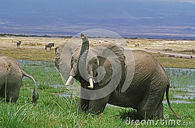 ELEPHANT D`AFRIQUE loxodonta africana Stock Photo