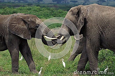 ELEPHANT D`AFRIQUE loxodonta africana Stock Photo