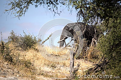 African elephant, Loxodonta a.africana, in Boteti river, Makgadikgadi National Park, Botswana Stock Photo