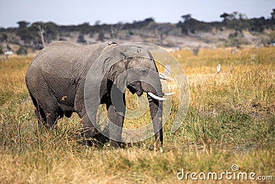 African elephant, Loxodonta a.africana, in Boteti river, Makgadikgadi National Park, Botswana Stock Photo