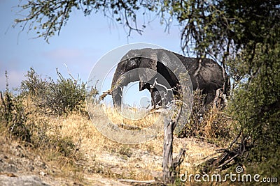 African elephant, Loxodonta a.africana, in Boteti river, Makgadikgadi National Park, Botswana Stock Photo