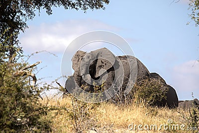 African elephant, Loxodonta a.africana, in Boteti river, Makgadikgadi National Park, Botswana Stock Photo