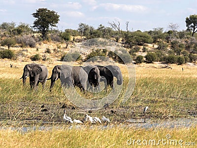 African elephant, Loxodonta a.africana, in Boteti river, Makgadikgadi National Park, Botswana Stock Photo