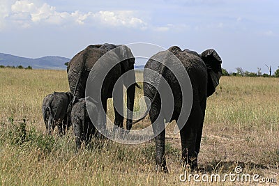 African elephant, Loxodonta africana, family grazing in savannah in sunny day. Massai Mara Park, Kenya, Africa. Stock Photo