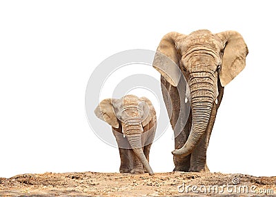 African elephant - Loxodonta africana family. Stock Photo