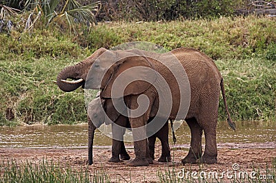 ELEPHANT D`AFRIQUE loxodonta africana Stock Photo