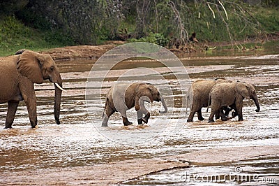 ELEPHANT D`AFRIQUE loxodonta africana Stock Photo