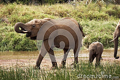 ELEPHANT D`AFRIQUE loxodonta africana Stock Photo