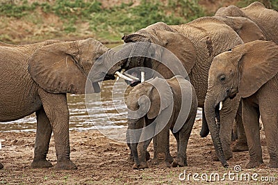 ELEPHANT D`AFRIQUE loxodonta africana Stock Photo