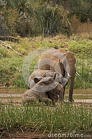 ELEPHANT D`AFRIQUE loxodonta africana Stock Photo