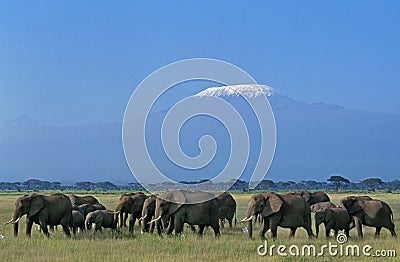 African Elephant, loxodonta africana, Herd near Kilimandjaro Mountain, Tanzania Stock Photo