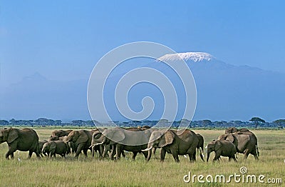 AFRICAN ELEPHANT loxodonta africana, HERD NEAR THE KILIMANDJARO MOUNTAIN, TANZANIA Stock Photo