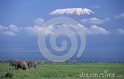 AFRICAN ELEPHANT loxodonta africana NEAR KILIMANDJARO MONTAIN, TANZANIA Stock Photo