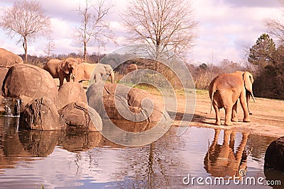 An African Elephant Loxodonta africana with a reflection on water at the North Carolina Zoo in Asheboro, NC. Stock Photo