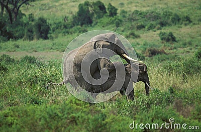 African Elephant, loxodonta africana, Pair Mating, Masai Mara Park in Kenya Stock Photo