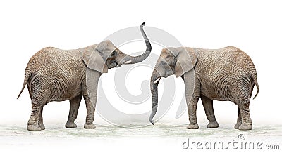 African elephant (Loxodonta africana). Stock Photo