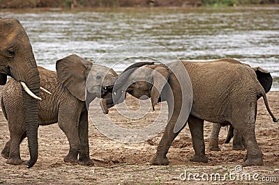 ELEPHANT D`AFRIQUE loxodonta africana Stock Photo