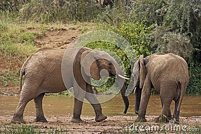 ELEPHANT D`AFRIQUE loxodonta africana Stock Photo