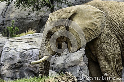 African Elephant Male Stock Photo