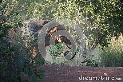 African elephant in Mole National Park, Ghana Stock Photo