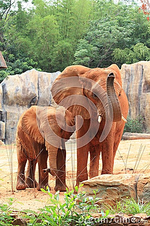 African elephant mother with her baby Stock Photo