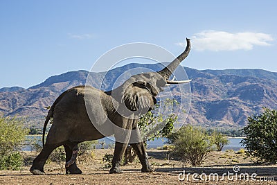 African Elephant mountain sync Stock Photo