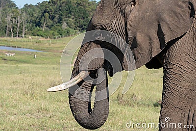 African elephant, photographed at Knysna Elephant Park in the Garden Route, Western Cape, South Africa Stock Photo