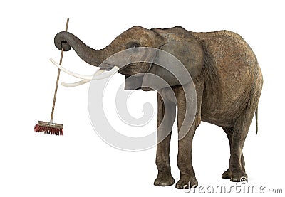 African elephant playing with a broom, isolated Stock Photo