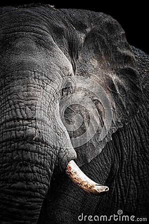 African Elephant Portrait Stock Photo