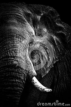 African Elephant Portrait monochrome Stock Photo