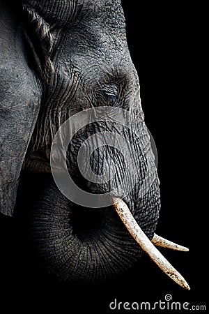 African Elephant Portrait Stock Photo