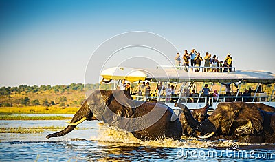 African Elephant Safari Editorial Stock Photo