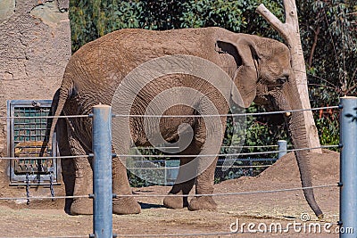 African elephant at the San Diego Zoo in summer side Profile Editorial Stock Photo