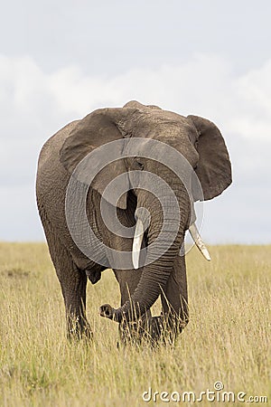 African elephant in savanna Stock Photo