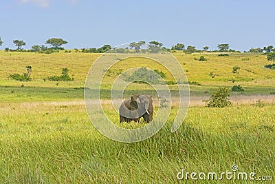 African Elephant on the Savannah Stock Photo