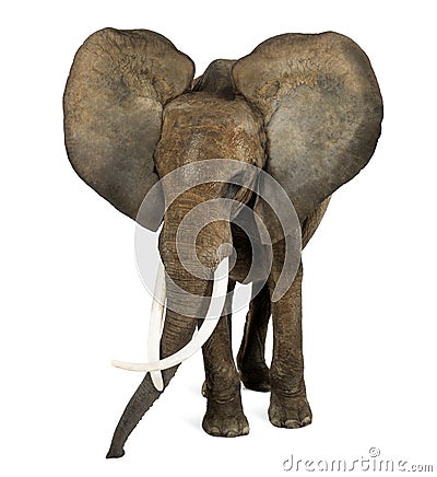 African elephant standing, ears up, isolate Stock Photo