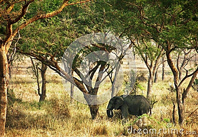 African elephant standing under shade of trees Stock Photo