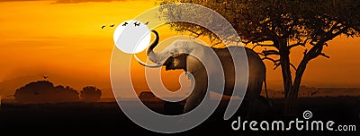 African Elephant Sunset Scene Web Banner Stock Photo