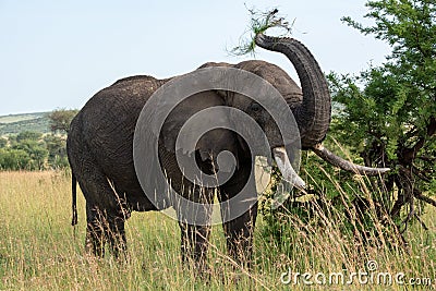 African elephant throws grass upwards with trunk Stock Photo